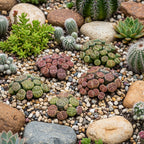 Pack of 30 Live Small Exotic Lithops Live Plants | Perfect for Lithops Starter, Great Terrarium Addition | Bare Root Without Soil or Pot, Easy to Grow and Ideal for Indoor/Outdoor Display