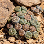 Lithops Large Random Mix Living Stones Succulent Plants Live | 30 Pcs Live Lithops Seedlings | Bare Root Without Pot or Soil, Suitable for Indoor or Outdoor Gardens & Office Use, Friend Plant Lovers