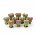 Mix Lithops Succulent Plants Live | 10 Pcs Lithops Live Plants | Bare Root Without Pot & Soil, Indoor Office Desk Decoration, Friend Plant Lovers Gifts