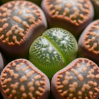 Mix Lithops Succulent Plants Live | 10 Pcs Lithops Live Plants | Bare Root Without Pot & Soil, Indoor Office Desk Decoration, Friend Plant Lovers Gifts