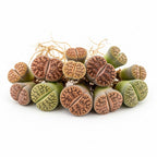 Mix Lithops Succulent Plants Live | 30 Pcs Lithops Live Plants | Bare Root Without Pot & Soil, Indoor Office Desk Decoration, Friend Plant Lovers Gifts