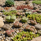 Mix Lithops Succulent Plants Live | 30 Pcs Lithops Live Plants | Bare Root Without Pot & Soil, Indoor Office Desk Decoration, Friend Plant Lovers Gifts