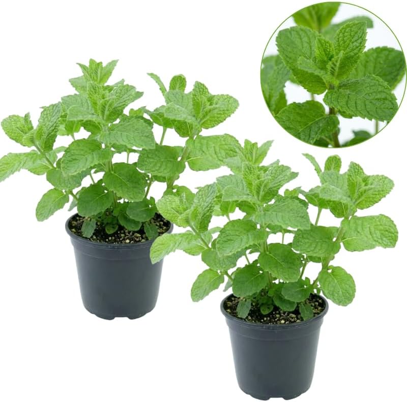 2 Apple Mint Plants, 3-Inch Pot, Mint Plants Live, Fast Growing Aromatic Perennial for Modern Landscape and Herb Gardening