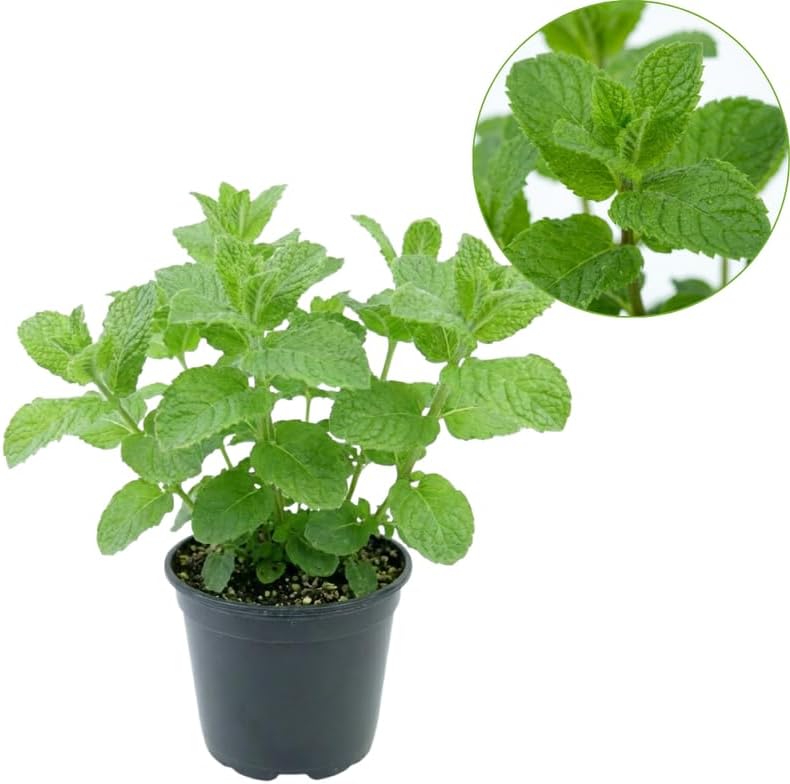Apple Mint Plants Live, Mint Plants for Inside and Home Décor, 3-Inch Potted Fresh Herb for Kitchen Gardens and Indoor Outdoor Growing