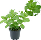 Orange Mint Plants Live Outdoor and Garden, Mint Plants Live in 3-Inch Pot, Cold-Hardy Mint Herb for Patios, Containers, and Ground Cover