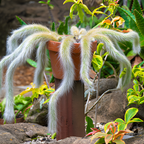Monkey Tail Cactus Live Plant, 2 Inch Pot, Potted Cleistocactus Colademononis, Unique Fuzzy Hanging Cactus for Home and Office Décor