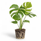 Monstera Thai Constellation Live Plant 4 Inch Tall | Variegated Monstera Plant Live | Tropical Indoor Houseplant for Shelf, Desk or Living Space