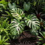 Monstera Thai Constellation Live Plant 4 Inch Tall | Variegated Monstera Plant Live | Tropical Indoor Houseplant for Shelf, Desk or Living Space