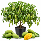 Mun Kun Si Tropical Mango Tree 2.5–3 Ft | Sweet Mango Fruit Tree for Patio, Backyard & Landscape Use (No Ship to CA, HI, AK)