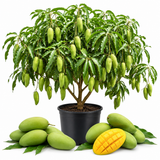 Mun Kun Si Tropical Mango Tree 2.5–3 Ft | Sweet Mango Fruit Tree for Patio, Backyard & Landscape Use (No Ship to CA, HI, AK)