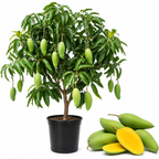 Mun Kun Si Mango Tree Live Plant | Sweet Tropical Mango Variety 2.5–3 Ft | Fruit-Bearing Tree for Yard & Patio (No Ship to CA, HI, AK)