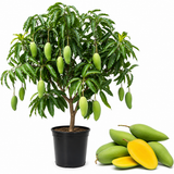 Mun Kun Si Mango Tree Live Plant | Sweet Tropical Mango Variety 2.5–3 Ft | Fruit-Bearing Tree for Yard & Patio (No Ship to CA, HI, AK)