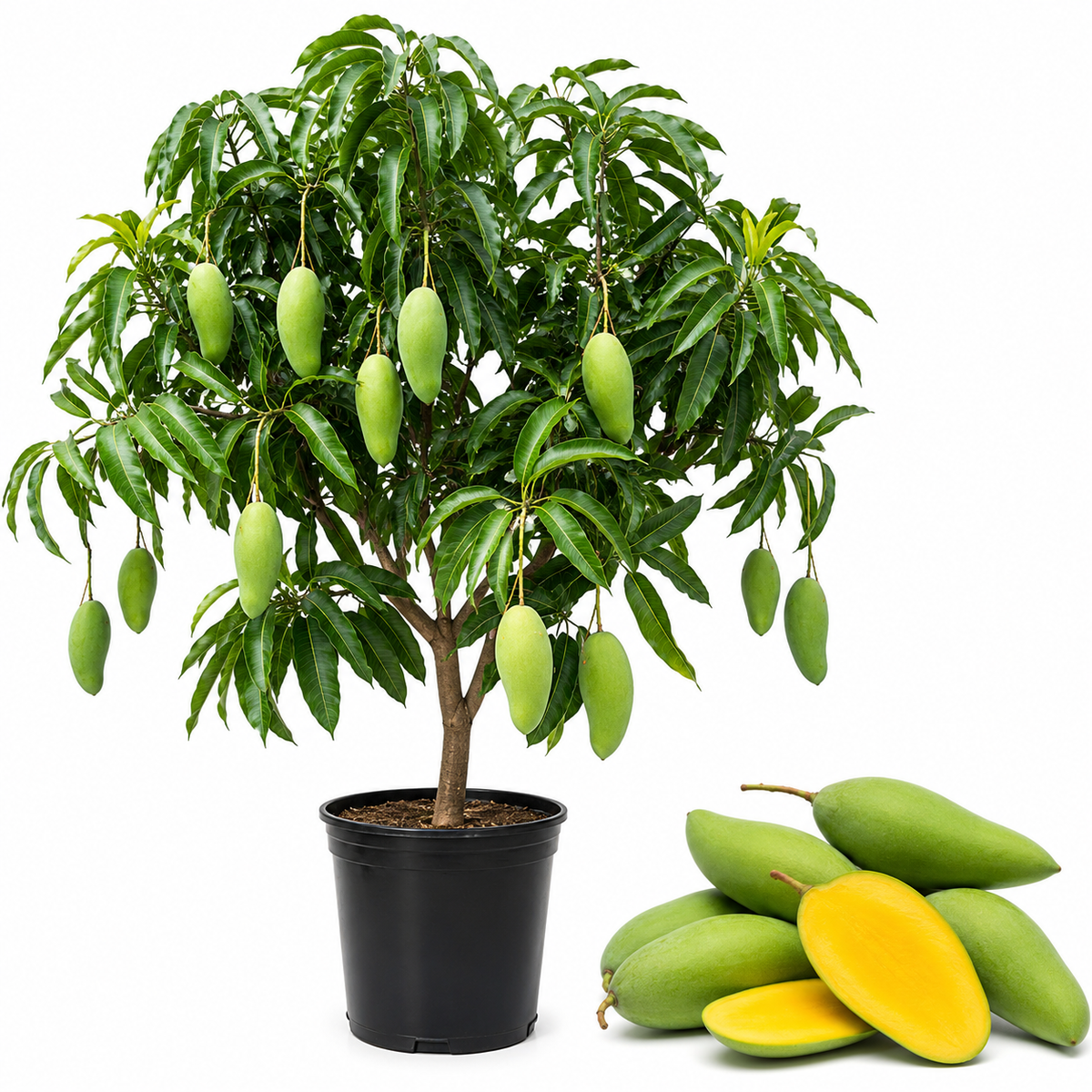 Mun Kun Si Mango Tree Live Plant | Sweet Tropical Mango Variety 2.5–3 Ft | Fruit-Bearing Tree for Yard & Patio (No Ship to CA, HI, AK)