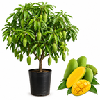Live Mun Kun Si Mango Plant 2.5–3 Ft Tall | Vigorous Growing Mango Tree | Ideal for Home Garden & Outdoor Spaces (No Ship to CA,HI,AK)