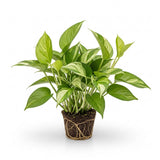 N’Joy Pothos Live Houseplant in 4 Inch Pot |Epipremnum Aureum Tree for Planting | Ideal Live Pothos Plant for Shelves, Desktops & Hanging Pots – Hardy