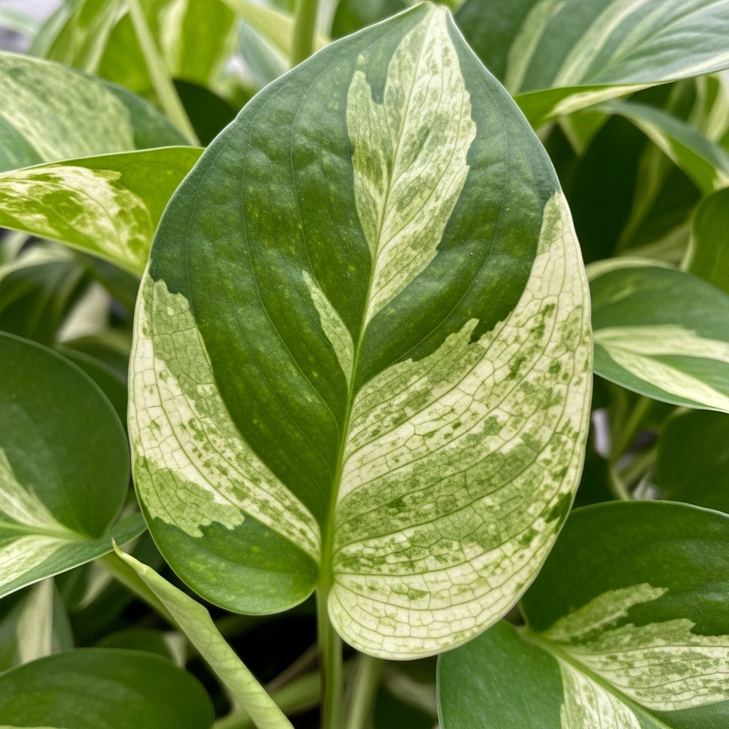 N’Joy Live Pothos Plant in 4 Inch Pot | Epipremnum Aureum Indoor Plant with Stunning White Variegation | Low Maintenance Pothos for Office & Indoor Garden Décor