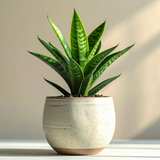 Snake Plant Live, 6" Potted Plant, Easy Care Indoor Greenery, Sturdy Vertical Leaf Plant for Low Light Areas and Desks