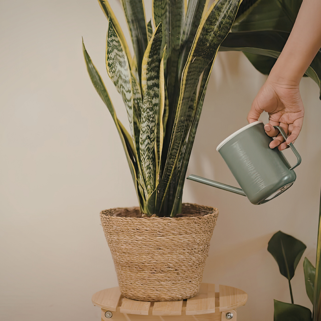 Snake Plant, 6 Inch Pot Size, Low Maintenance Tropical Plant, Dark Green Variegated Leaves for Bright or Dim Spaces