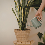 Snake Plant, 6 Inch Pot Size, Low Maintenance Tropical Plant, Dark Green Variegated Leaves for Bright or Dim Spaces