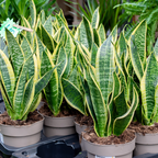 Snake Plant, 6 Inch Pot Size, Low Maintenance Tropical Plant, Dark Green Variegated Leaves for Bright or Dim Spaces