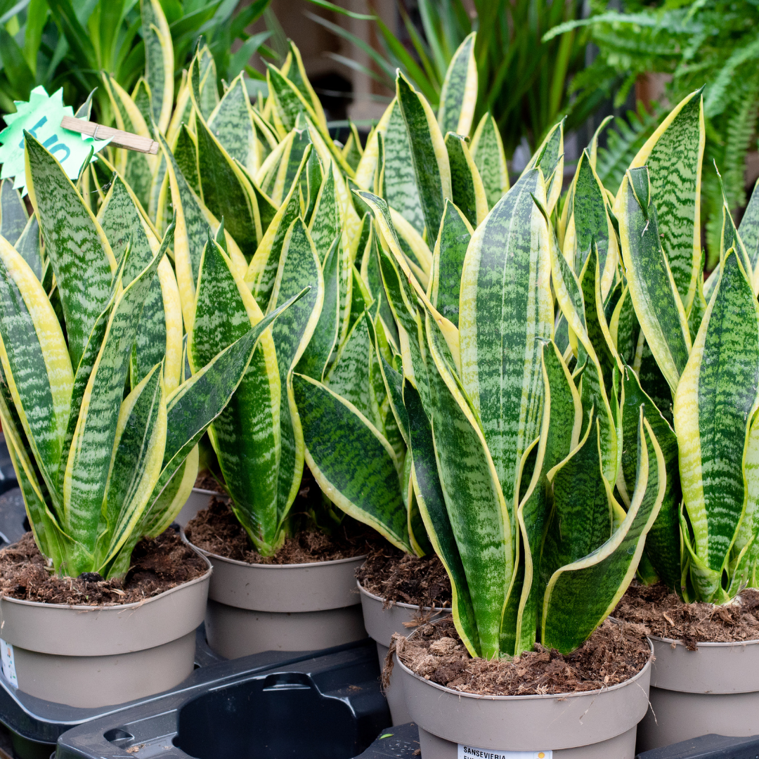 Snake Plant, 6 Inch Pot Size, Low Maintenance Tropical Plant, Dark Green Variegated Leaves for Bright or Dim Spaces