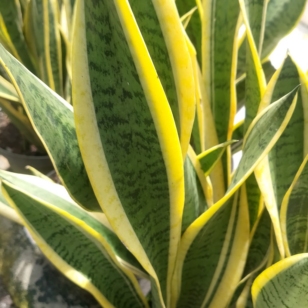 Snake Plant, 6 Inch Pot Size, Low Maintenance Tropical Plant, Dark Green Variegated Leaves for Bright or Dim Spaces