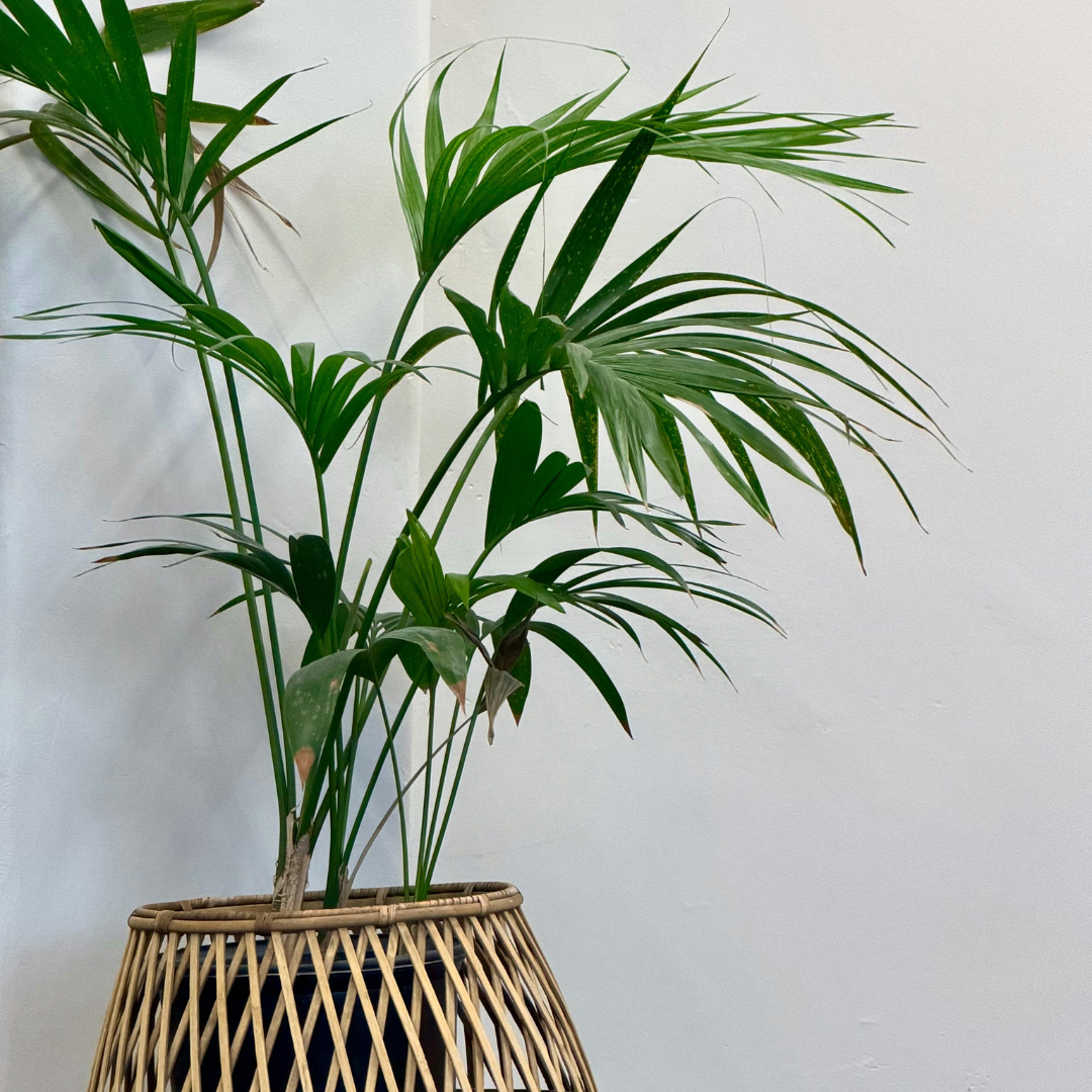 3 Parlor Palm Live Plant, 2 Inch Pot, Potted Chamaedorea Elegans, Small Indoor Palm for Desks and Low Light Areas