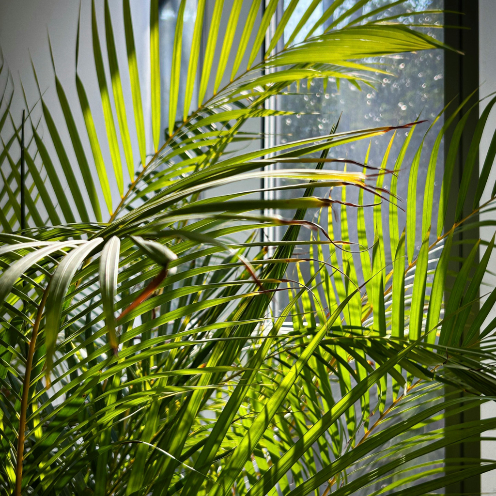 3 Parlor Palm Live Plant, 2 Inch Pot, Potted Chamaedorea Elegans, Small Indoor Palm for Desks and Low Light Areas
