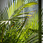 3 Parlor Palm Live Plant, 2 Inch Pot, Potted Chamaedorea Elegans, Small Indoor Palm for Desks and Low Light Areas