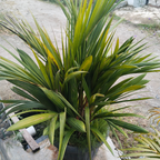 3 Parlor Palm Live Plant, 2 Inch Pot, Potted Chamaedorea Elegans, Small Indoor Palm for Desks and Low Light Areas