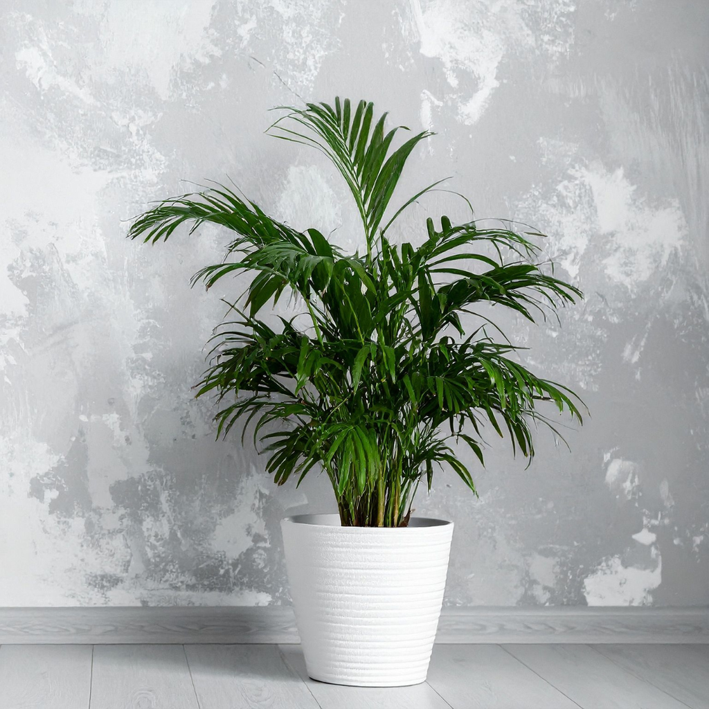 Parlor Palm, 2 Inch Pot Size, Potted Indoor Plant, Low Maintenance Tabletop Palm for Bright Indirect Light
