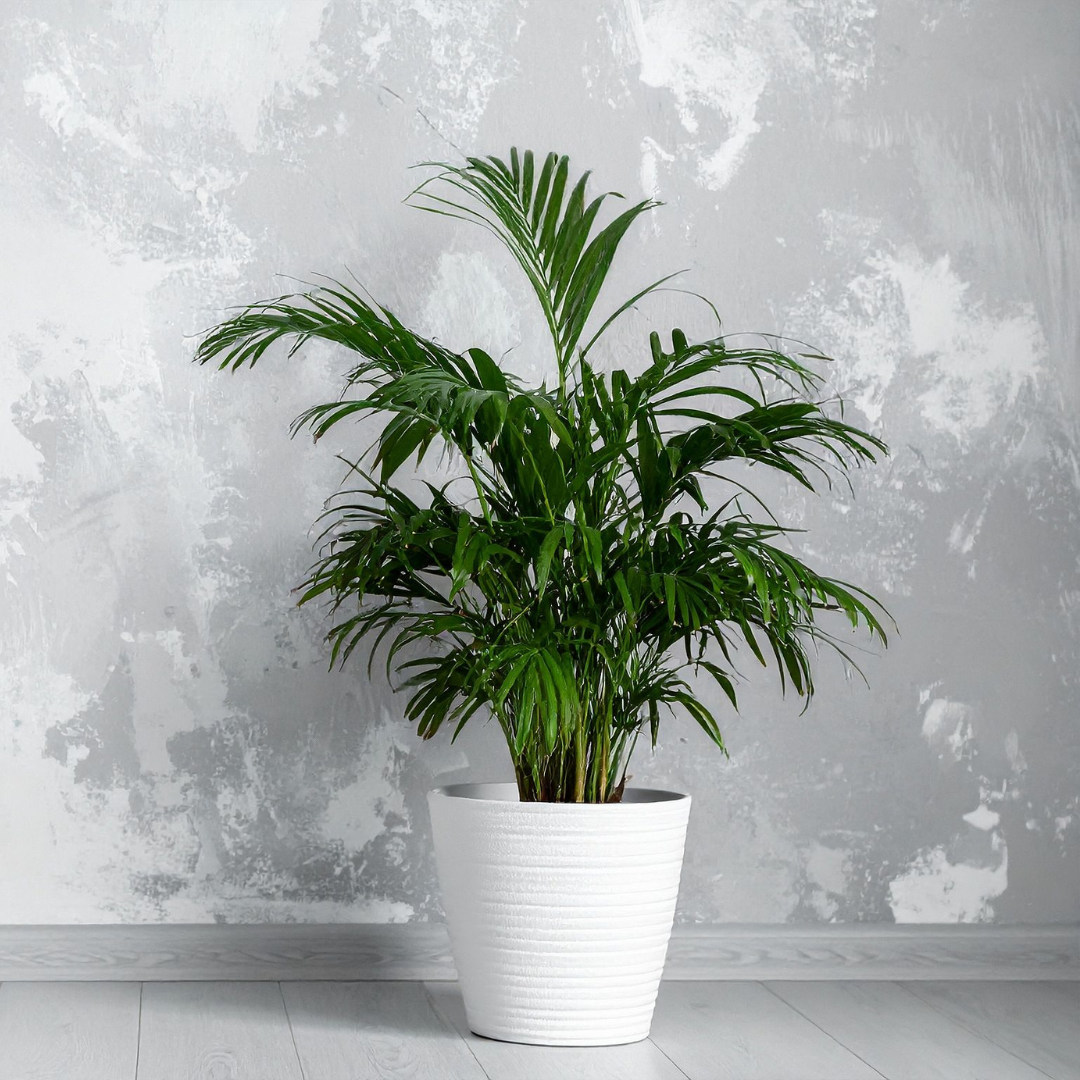 Parlor Palm, 2 Inch Pot Size, Potted Indoor Plant, Low Maintenance Tabletop Palm for Bright Indirect Light