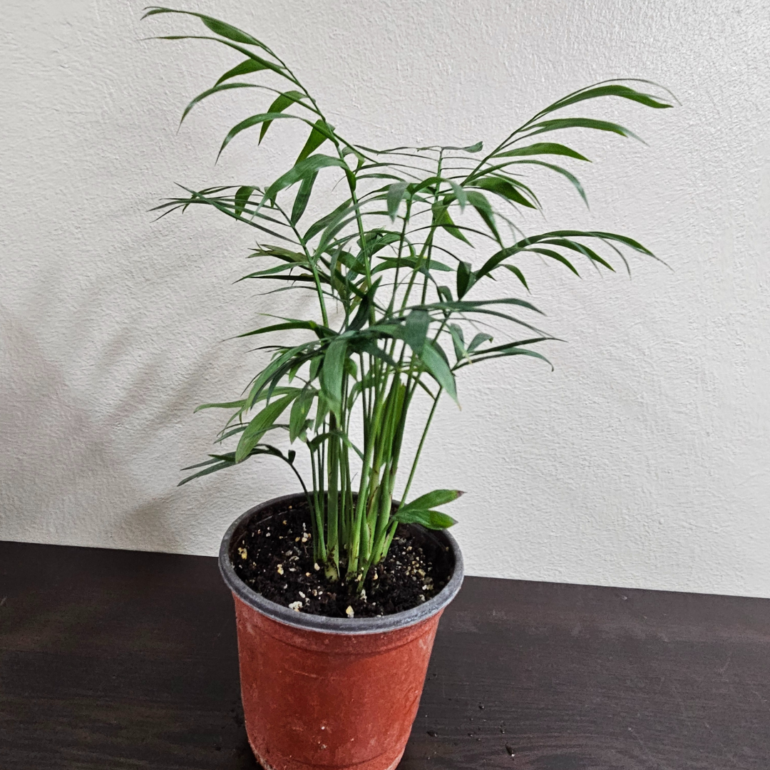Parlor Palm, 2 Inch Pot Size, Potted Indoor Plant, Low Maintenance Tabletop Palm for Bright Indirect Light