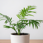 Parlor Palm, 2 Inch Pot Size, Potted Indoor Plant, Low Maintenance Tabletop Palm for Bright Indirect Light