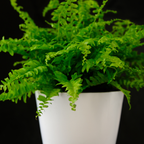 2 Lemon Button Fern Live Plant, 2 Inch Pot, Potted Nephrolepis Cordifolia, Small Indoor Fern for Desks and Terrariums
