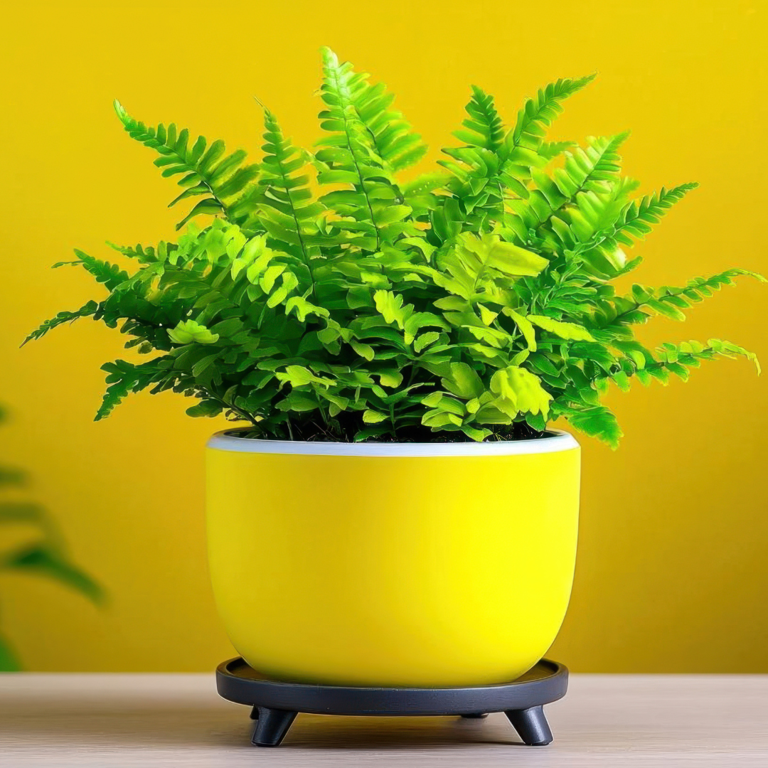 2 Lemon Button Fern Live Plant, 2 Inch Pot, Potted Nephrolepis Cordifolia, Small Indoor Fern for Desks and Terrariums