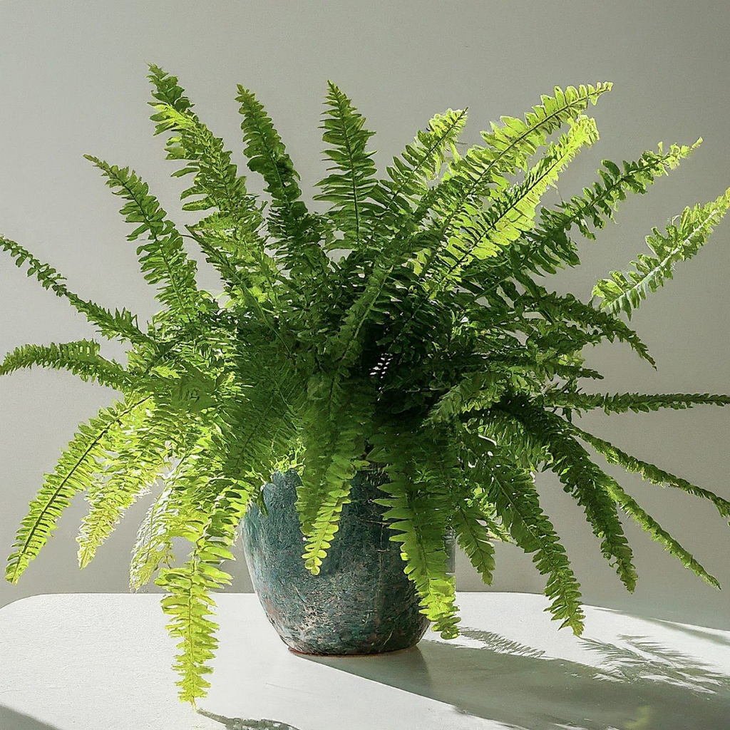 2 Lemon Button Fern Live Plant, 2 Inch Pot, Potted Nephrolepis Cordifolia, Small Indoor Fern for Desks and Terrariums