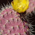 Purple Prickly Pear Cactus Live Plant in 3 Inch Potted | Hardy Desert Cactus for Indoor Display, Outdoor Gardens, Xeriscaping, Borders & Containers