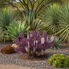 Opuntia Santa Rita Purple Prickly Pear Cactus Live Plant | Live Purple Cactus in 3 Inch Pot | Drought-Tolerant Desert Cactus for Indoor & Outdoor Use, Landscaping, Rock Gardens & Container Planting