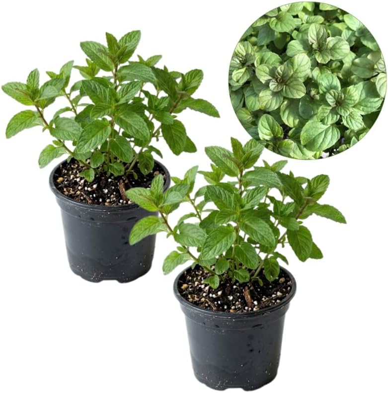 2 Apple Mint Plants, 3-Inch Pot, Mint Plants Live, Fast Growing Aromatic Perennial for Modern Landscape and Herb Gardening