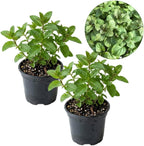 2 Apple Mint Plant, 3" Pot, Fresh Herb Plants Live, Mint Plants for Inside Windowsills or Outdoor Garden Beds
