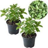 2 Apple Mint Plant, 3" Pot, Fresh Herb Plants Live, Mint Plants for Inside Windowsills or Outdoor Garden Beds