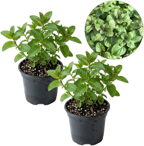 2 Apple Mint Plant, 3" Pot, Fresh Herb Plants Live, Mint Plants for Inside Windowsills or Outdoor Garden Beds