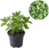 Apple Mint Plants Live, Mint Plants for Inside and Home Décor, 3-Inch Potted Fresh Herb for Kitchen Gardens and Indoor Outdoor Growing