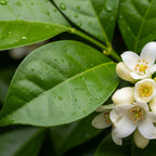 (No Ship to CA, HI, AK) Orange Jasmine Plant Live | Jasmine Tree Live Plant in 3 Gallon Pot, 30–36 Inch Tall | Easy to Grow Flowering Plant for Gardens, Courtyards, Walkways & Outdoor Spaces | No Ship to CA,HI,AK
