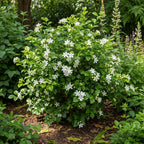 (No Ship to CA, HI, AK) Orange Jasmine Plant Live | Jasmine Tree Live Plant in 3 Gallon Pot, 30–36 Inch Tall | Easy to Grow Flowering Jasmine for Outdoor Gardens, Hedges & Landscape Use | No Ship to CA,HI,AK