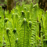 10 Ostrich Ferns Live Plants Outdoor, Well-Rooted Rhizome Starters, Cold-Hardy Shade Plant for Home Landscapes and Large Pots