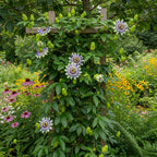 Purple Passion Flower Vine Plant | Live Passiflora Starter Plant | 4 to 8 Inch Tall | Well-Rooted for Home & Garden