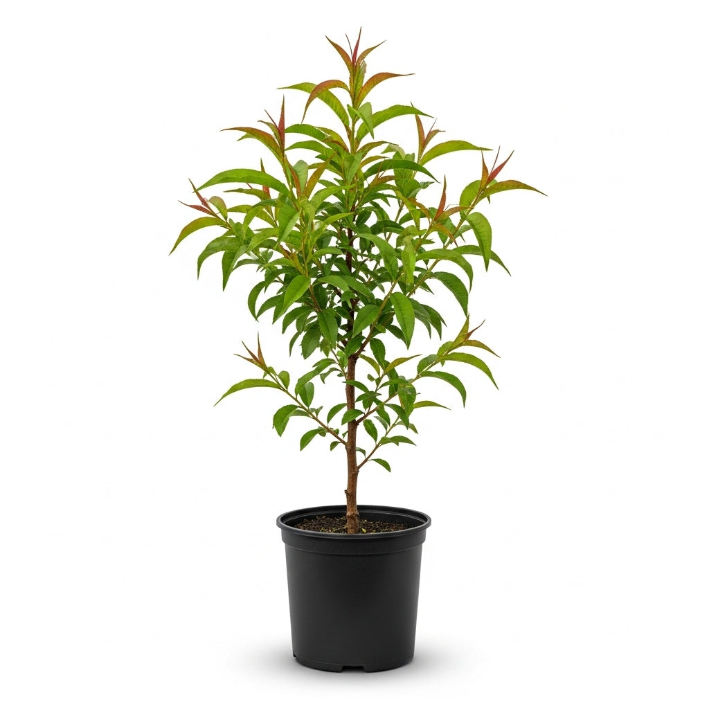 No Ship to CA, HI, AK, Peach Trees Live Plants - Peppermint Peach Tree in 2-3 Ft Tall in Pot | Hardy Sweet Flat Peach Fruit Tree, Ready to Bear Fruits
