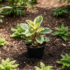 Peperomia Obtusifolia Variegated Live Plant | Baby Rubber Plant in 4'' Inch Pot | Easy-Care Peperomia Live Indoor Houseplant | Attractive Variegated Rubber Plant for Home & Office Décor